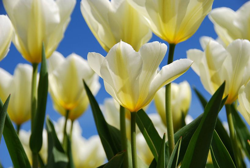 Des tulipes blanches, un ciel bleu. par Leuntje 's shop