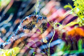 Colors of the sea - Seahorse by Sanne Hoogstad