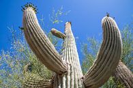 ARIZONA Saguaro Cactus II  van Melanie Viola thumbnail