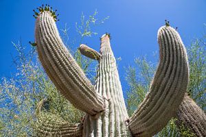 ARIZONA Saguaro Kaktus II 