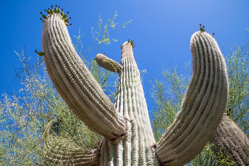 ARIZONA Saguaro Cactus II  van Melanie Viola