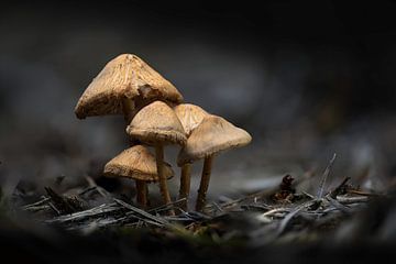 Auf dem gemeinsamen Foto von Michel Mabille