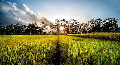 rijstvelden op Bali, Indonesië - 9