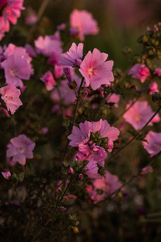 Roze Bloemen - Muskuskaasjeskruid van Deborah de Meijer