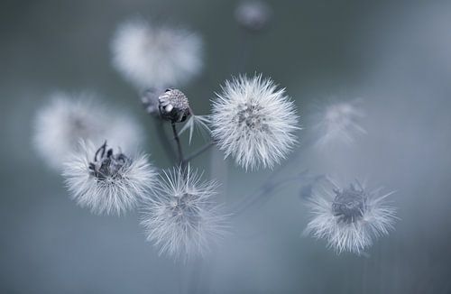 Sint Jacobsplant pluis