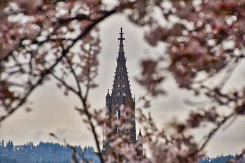 Berner Münster zwischen Kirschbaum