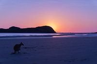 Cape Hillsborough Australia