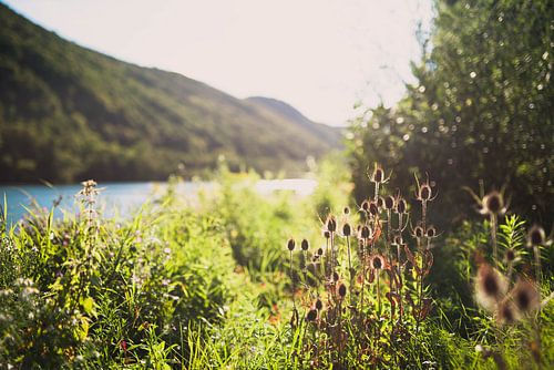 Zonsondergang bij de Moesel
