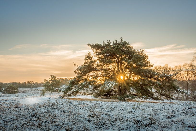 Winter at the Brunssummerheide by John van de Gazelle fotografie
