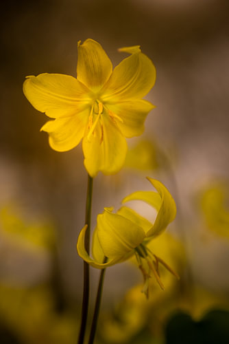 Zwei gelbe Blüten mit einem aufregenden Lichtspiel