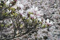 Magnolienblüte im Frühling in Würzburg von Martin Flechsig Miniaturansicht