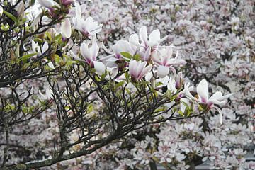Magnolienblüte im Frühling in Würzburg