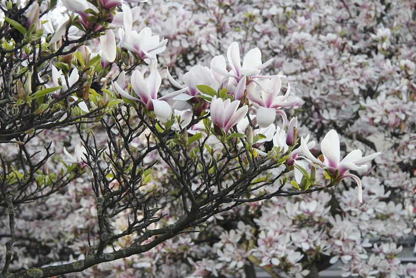 Magnolienblüte im Frühling in Würzburg von Martin Flechsig