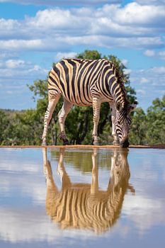 Drinking a zebra at a waterhole with reflection in the water.