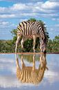 Een zebra drinkend aan een waterpoel met weerspiegeling in het water. van Gunter Nuyts thumbnail