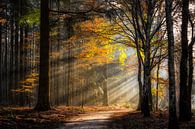 Speuldersbos in een herfstige morgen van R. Maas thumbnail
