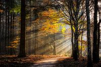 Speuldersbos in an autumnal morning