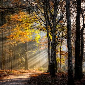 Speuldersbos in an autumnal morning by R. Maas