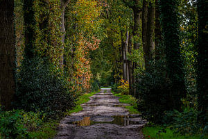 Waldweg im Herbst