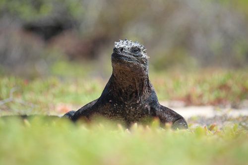 Zeeleguaan, Galapagos