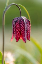 Kievitsbloem by Monica Zimmermans