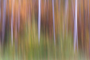 Dancing birch forest van Christl Deckx