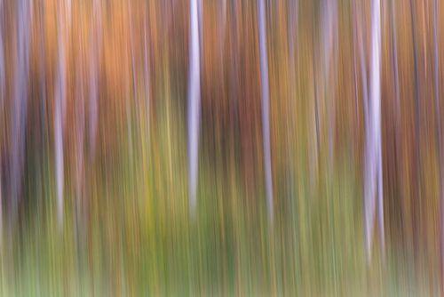 Dancing birch forest