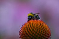 Hummel