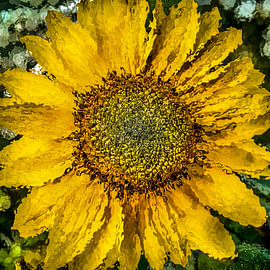 Abstract Sunflower by Dieter Walther