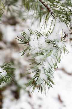 Rustiek winters natuur beeld- Shaquille M Fotografie van Shaquille Maarschalkerweerd