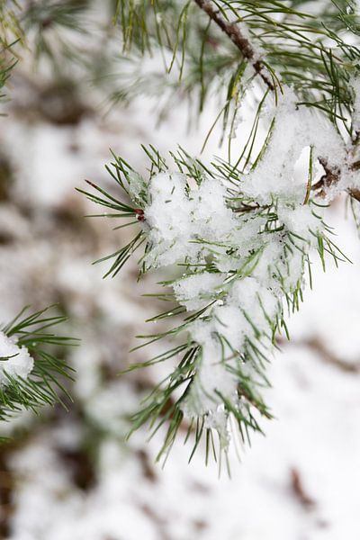Image rustique de la nature en hiver - Shaquille M Photography par Shaquille Maarschalkerweerd