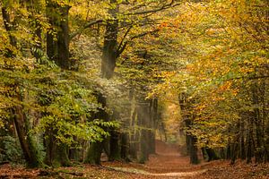 Colourful autumn forest with light