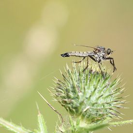 Tuinrover vlieg van Matthias Brix