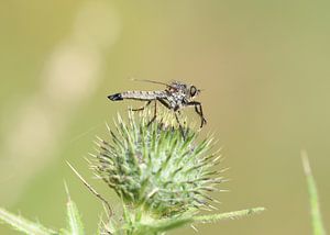 Garten-Raubfliege