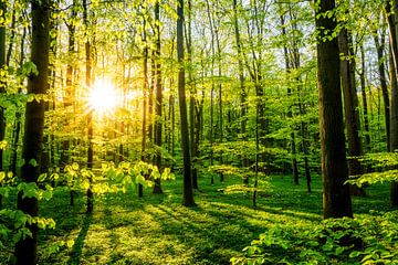 Lente in het bos