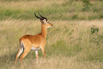 Uganda grass antelope (Kobus thomasi) by Alexander Ludwig