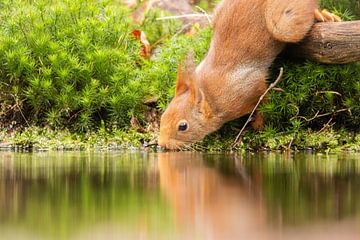 Drinking squirrel by Rosalie van der Bok