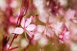 Fairytale-like, magnificent pink gaura by Nicc Koch