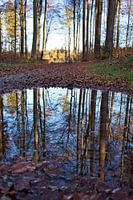 Waldteich