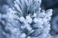 Winter rijp in het bos, macrofoto van Karijn | Fine art Natuur en Reis Fotografie thumbnail