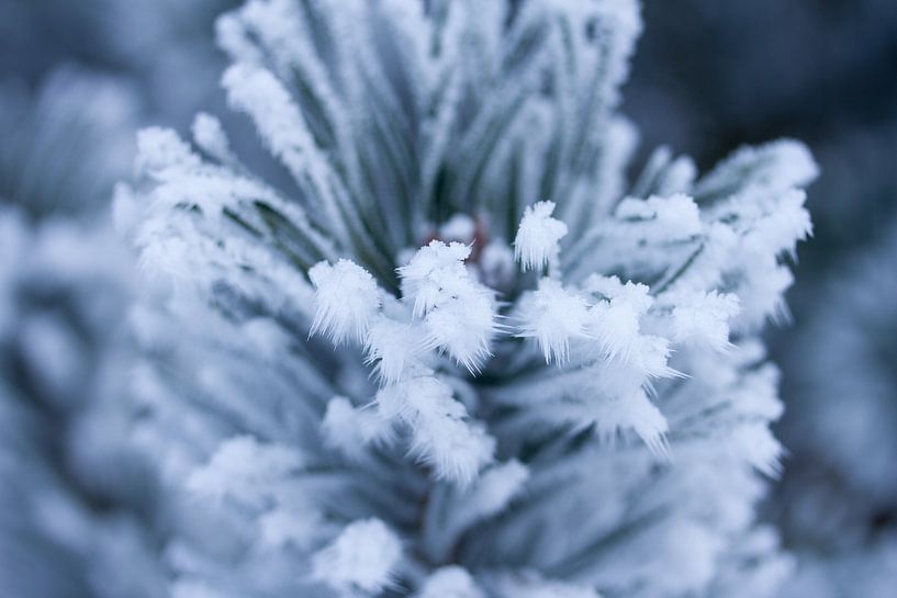 Winter rijp in het bos, macrofoto van Karijn | Fine art Natuur en Reis Fotografie