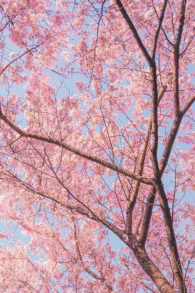 Arbres à fleurs de cerisier par Mickéle Godderis