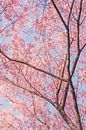 Arbres à fleurs de cerisier par Mickéle Godderis Aperçu