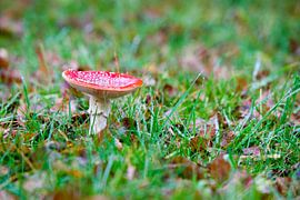 Rode paddenstoel by Wim Demortier