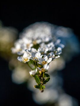 Weiße Frühlingsblüte von Martijn Wit