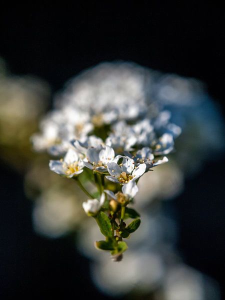 White Spring Blossom by Mr White Takes Pictures