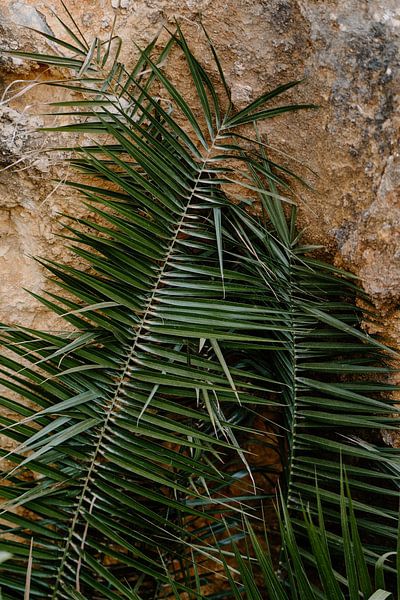 Palmiers le long d'une falaise en Algarve par Renate Smit Photography