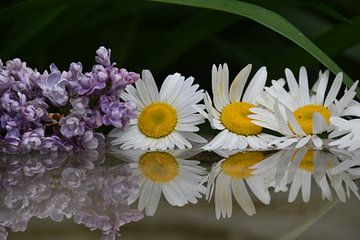 Bloemen in een plas water in de tuin van Claude Laprise