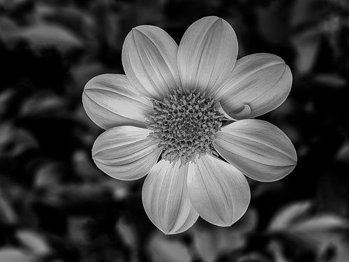 Dahlia, IJsselstein, Niederlande