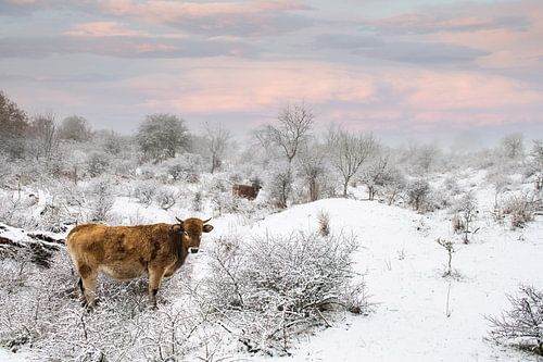 Le bétail sauvage dans le paysage enneigé de Zélande